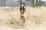 MALINOIS 697